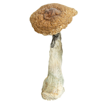 Buy Golden Teacher Mushrooms Online Green Society