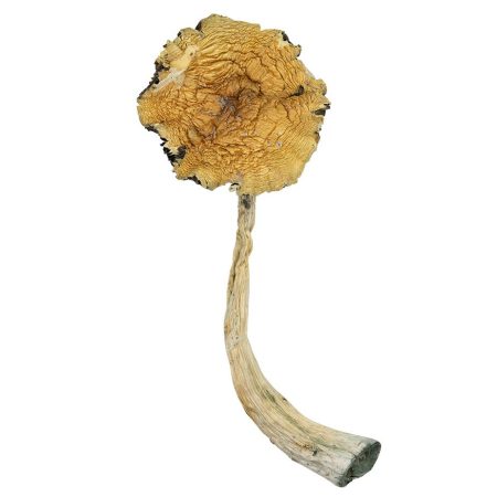 Buy Psilocybe Caerulescens Online Green Society