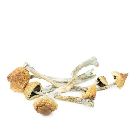 Buy Psilocybe Mexicana Online Green Society