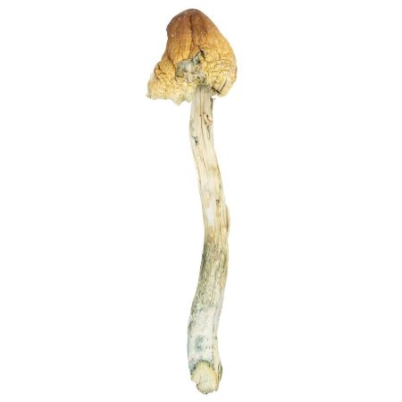 Buy Psilocybe Mexicana Online Green Society