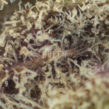 Buy Super Skunk Strain Online Green Society