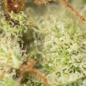 Buy White Widow Strain Online Green Society