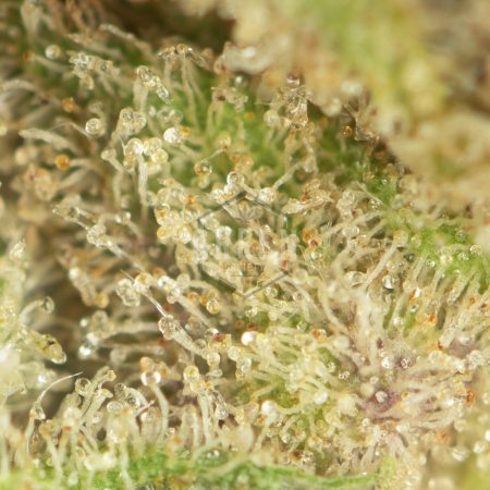Buy Candyland Strain Online Green Society
