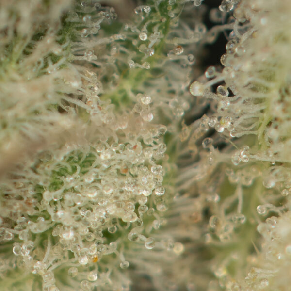 Buy Ice Wreck Kush Online Green Society