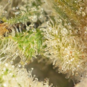 Island Sweet Skunk