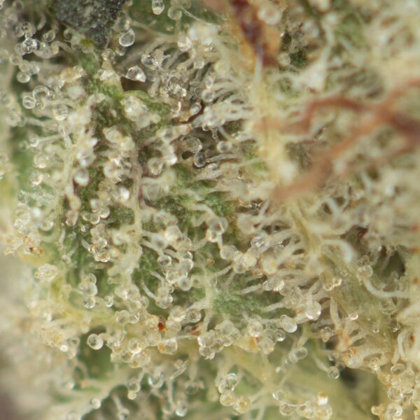 Buy Jedi Kush Online Green Society