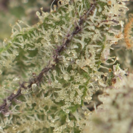 Buy LSD by Barney's Farm Online Green Society