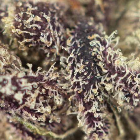 Buy Purple Pinecone Online Green Society