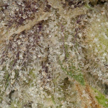 Buy Sunset Sherbet x High Octane OG BX3 (Smalls) Online Green Society