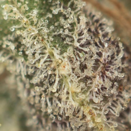 Buy Venom OG Strain Online Green Society