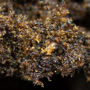 Buy Chanel Hash Online Green Society