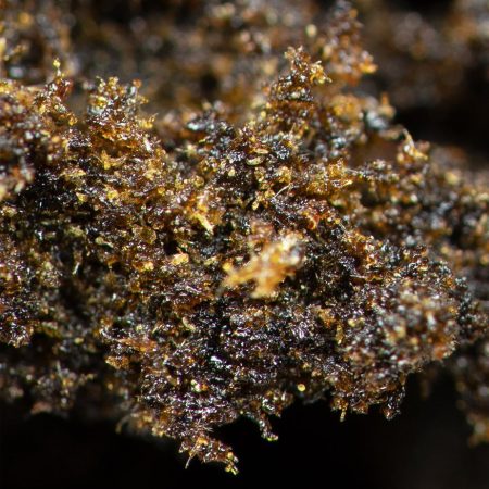 Buy Chanel Hash Online Green Society