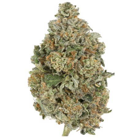 Buy El Jefe Strain Online Green Society