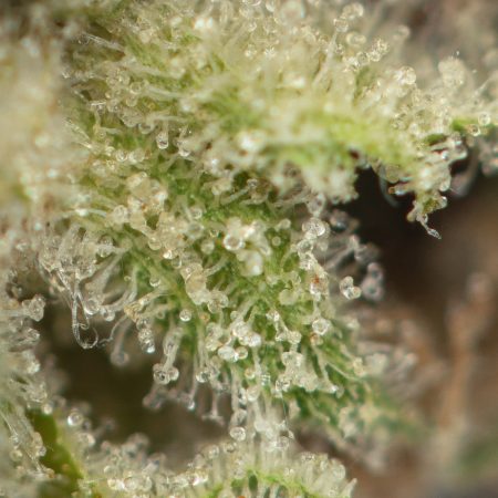 Buy El Jefe Strain Online Green Society