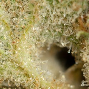Buy Orange Poison Strain Online Green Society