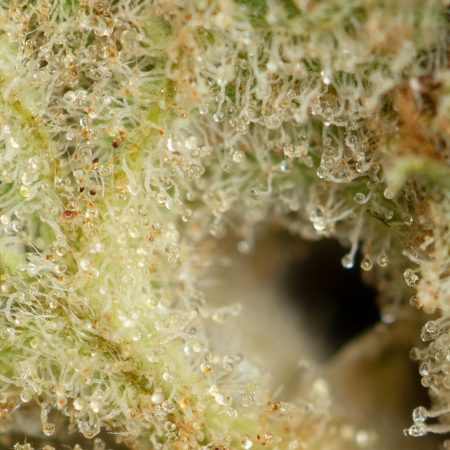 Buy Orange Poison Strain Online Green Society