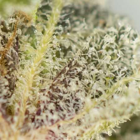 Buy Strawberry Cheesecake Online Green Society