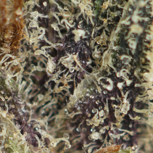 Buy Tom Ford Strain Online Green Society