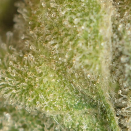 Buy Chernobyl Strain Online Green Society
