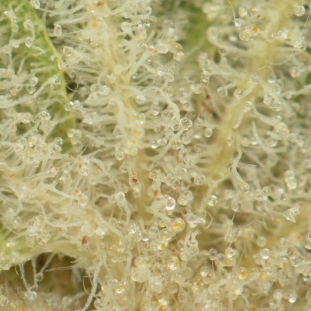 Buy Cherry Fritter Strain Online Green Society