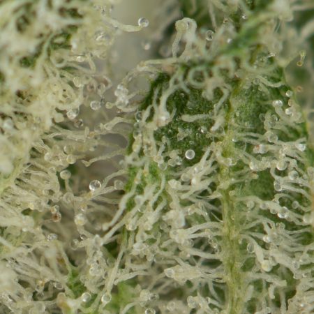 Buy Jack Herer Strain Online Green Society