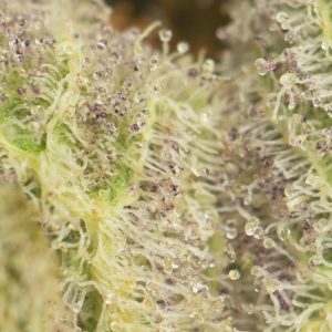 Buy Love Potion #1 Online Green Society