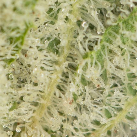 Buy Peanut Butter MAC Online Green Society