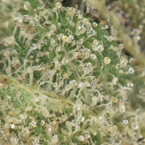 Buy Pink Kush Online Green Society