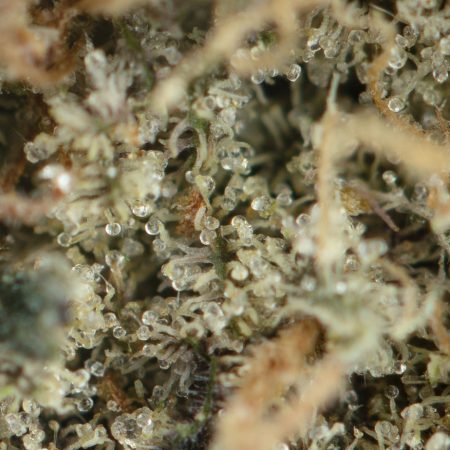 Buy Purple Haze Strain Online Green Society