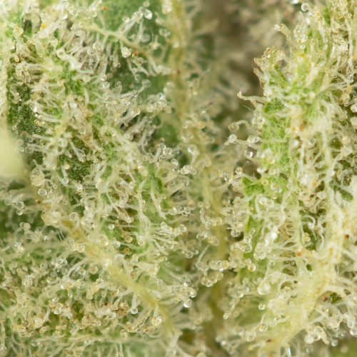 Buy Alaskan Thunder Fuck Online Green Society