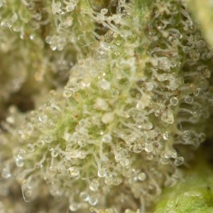 Buy Astro Pink Kush Online Green Society