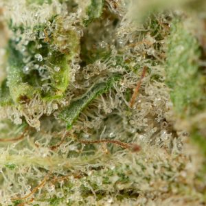 Buy Clementine Strain Online Green Society