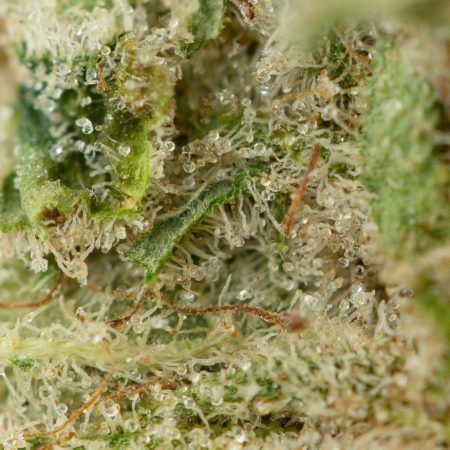 Buy Clementine Strain Online Green Society