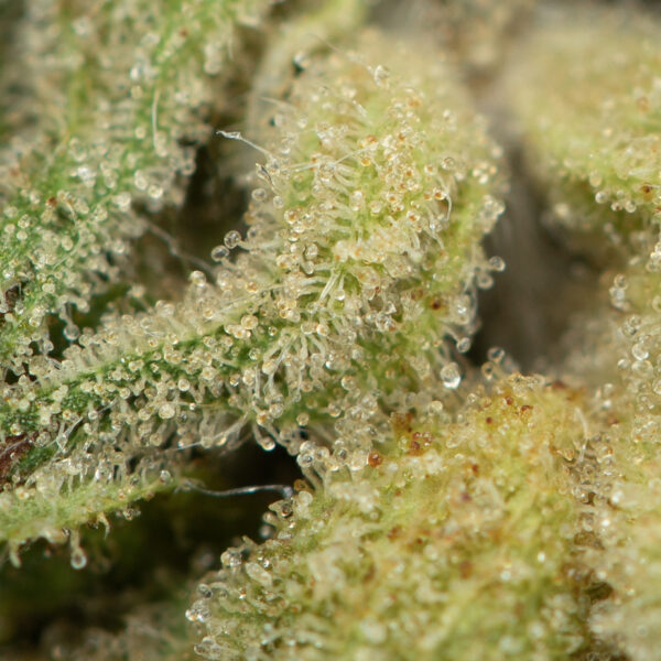 Buy Face Off OG Online Green Society