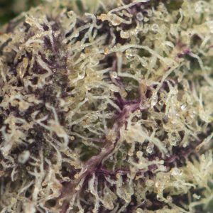Buy Fruit Punch Strain Online Green Society