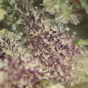 Buy Granddaddy Purple Strain Online Green Society
