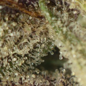 Buy Hindu Kush Online Green Society