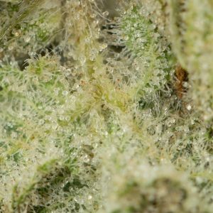 Buy Mandarin Cookies Strain Online Green Society