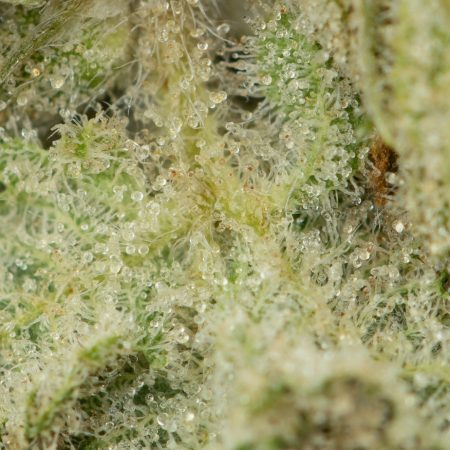 Buy Mandarin Cookies Strain Online Green Society