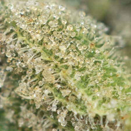 Buy Royal Gorilla by RQS Online Green Society