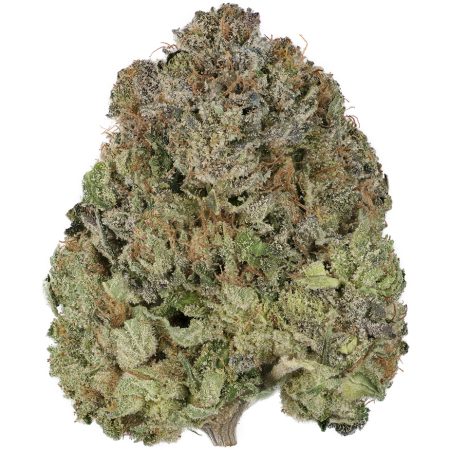 Buy Royal Gorilla by RQS Online Green Society