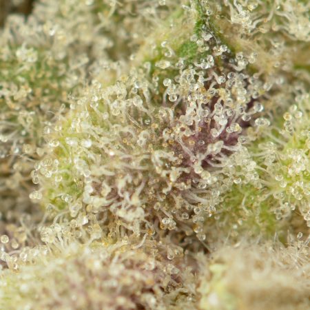 Buy The Vision Strain Online Green Society
