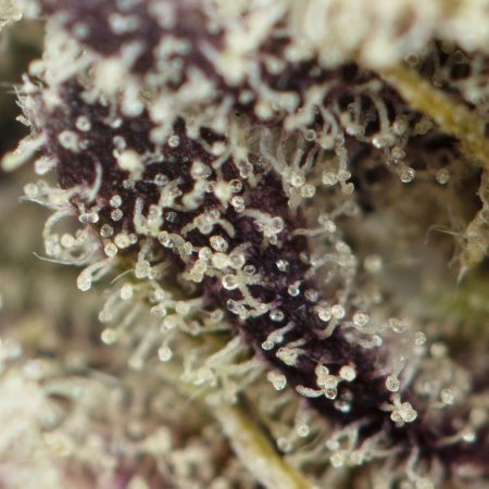 Buy Ayahuasca Purple Strain Online Green Society