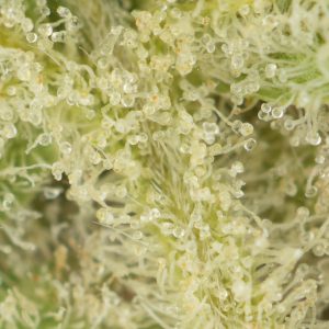 Buy Banana Punch #9 Strain Online Green Society