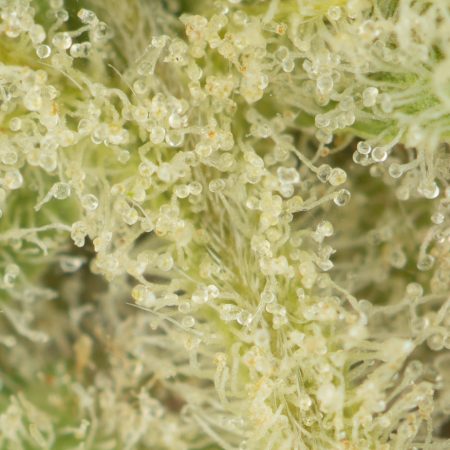 Buy Banana Punch #9 Strain Online Green Society