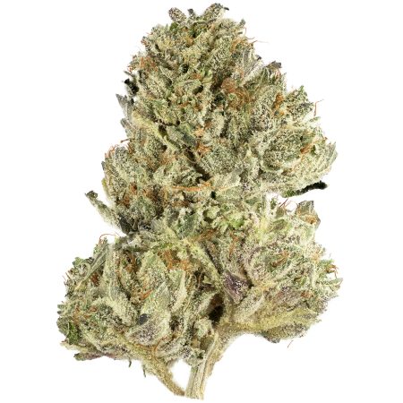 Buy Ghost Dawg Strain Online Green Society