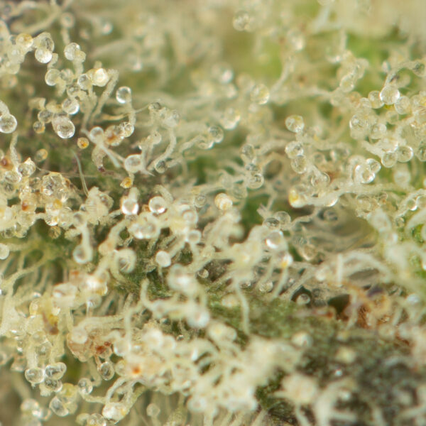 Buy Mimosa Strain Online Green Society