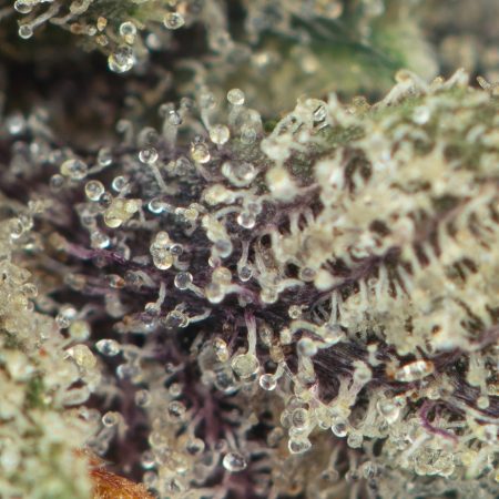 Buy Pink Galaxy Strain Online Green Society