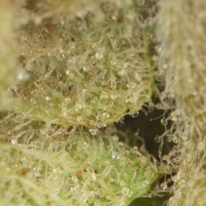 Buy Sensi Star Strain Online Green Society