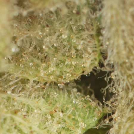Buy Sensi Star Strain Online Green Society